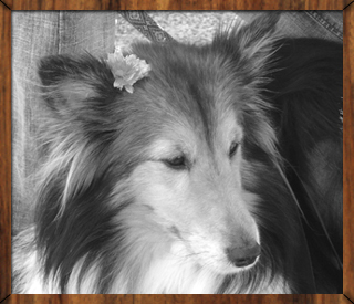 Aramis relaxing during photo shoots