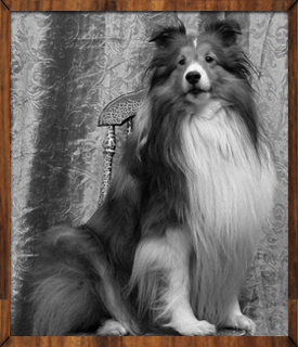 D'Artagnan posing on a chair