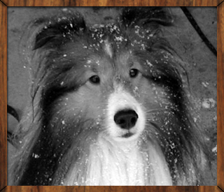 D'Artagnan covered in snow